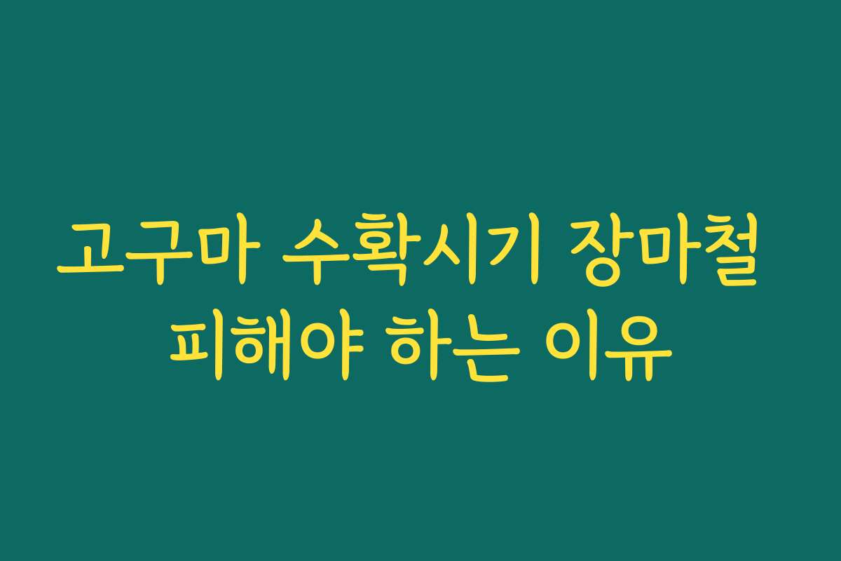 고구마 수확시기 장마철 피해야 하는 이유