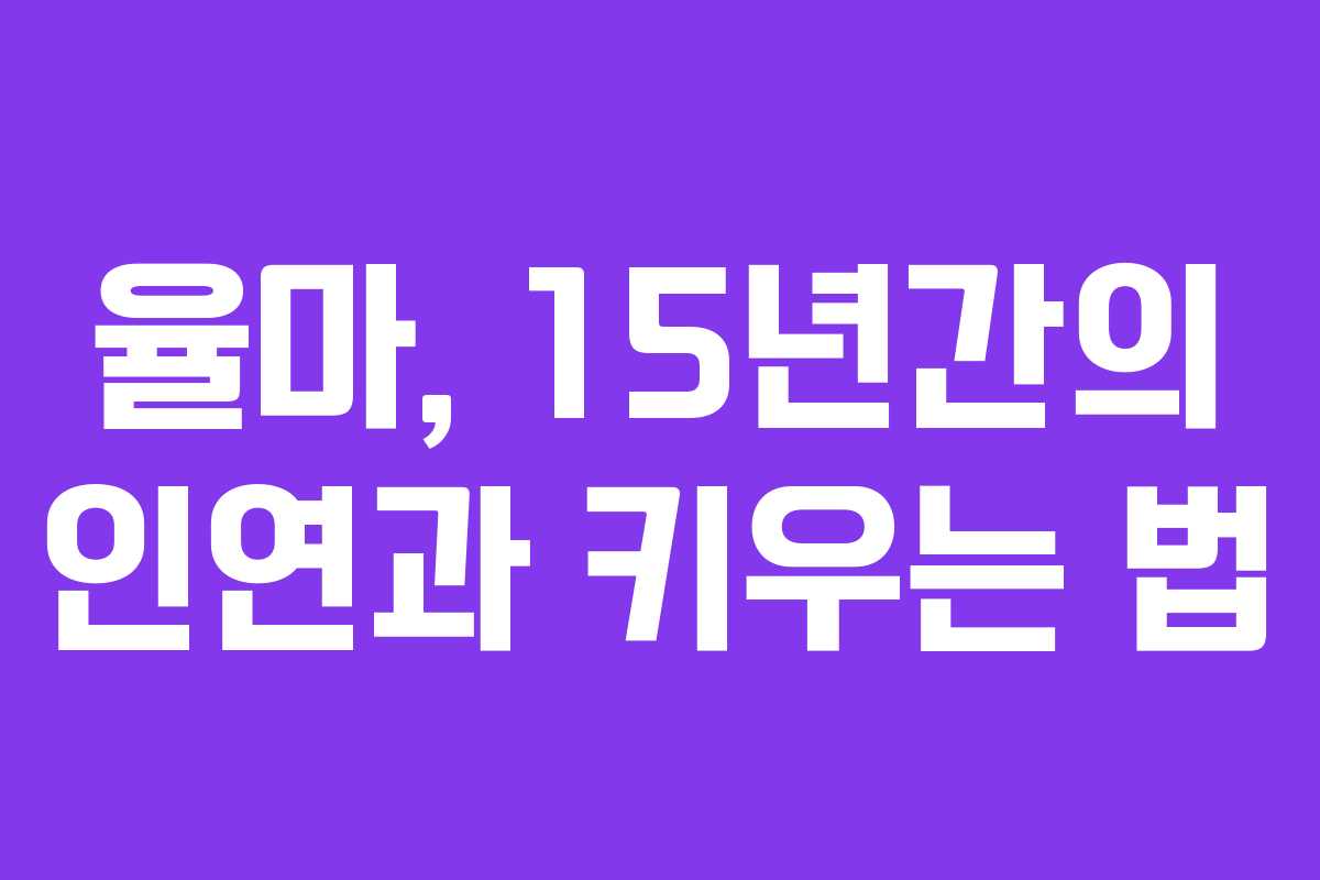 율마, 15년간의 인연과 키우는 법