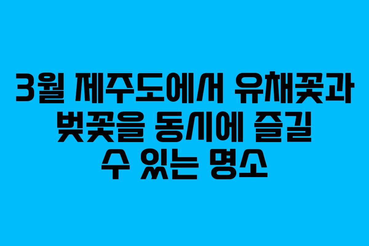 3월 제주도에서 유채꽃과 벚꽃을 동시에 즐길 수 있는 명소