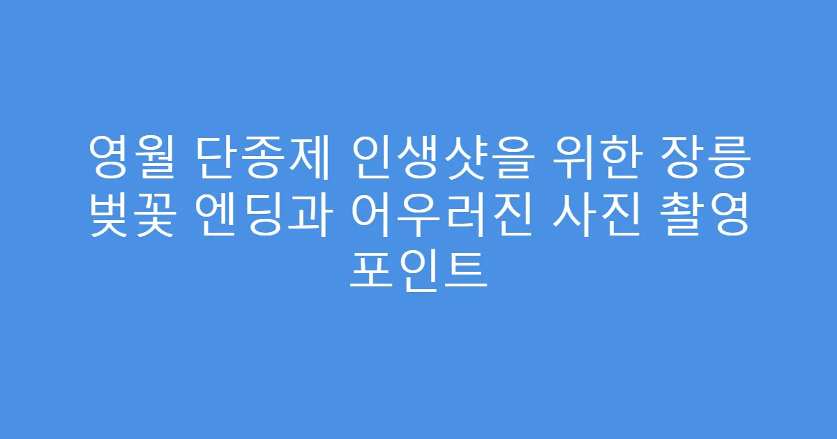 영월 단종제 인생샷을 위한 장릉 벚꽃 엔딩과 어우러진 사진 촬영 포인트