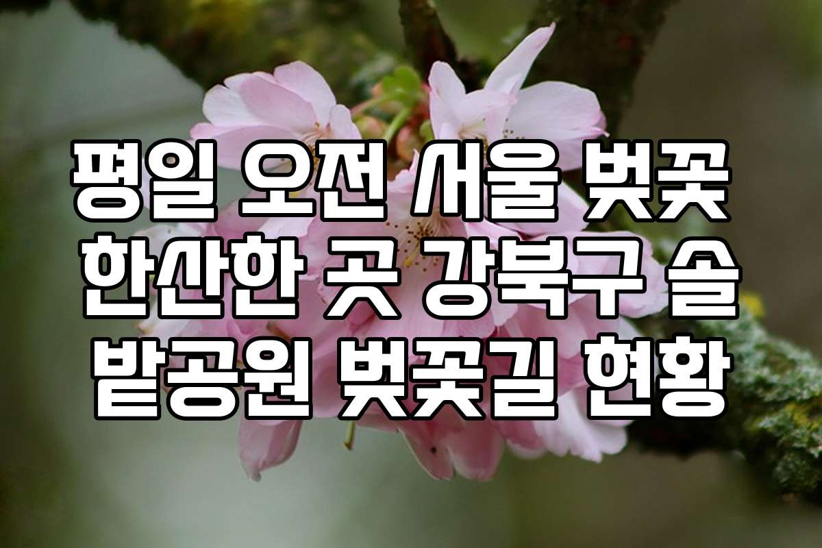 평일 오전 서울 벚꽃 한산한 곳 강북구 솔밭공원 벚꽃길 현황